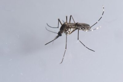 WHO Strategic Advisory Group of Experts (SAGE) advice on dengue immunization
