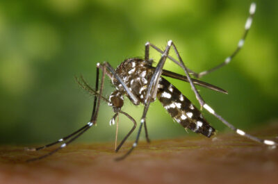Updated Guidance: Zika virus infection
