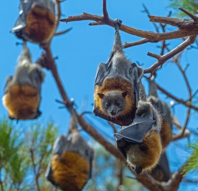 Nairovirus isolated from bats