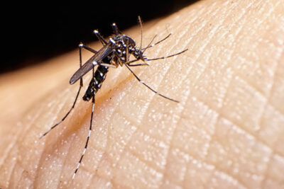 ECDC: Zika virus disease epidemic: potential association with microcephaly and Guillain–Barré syndrome